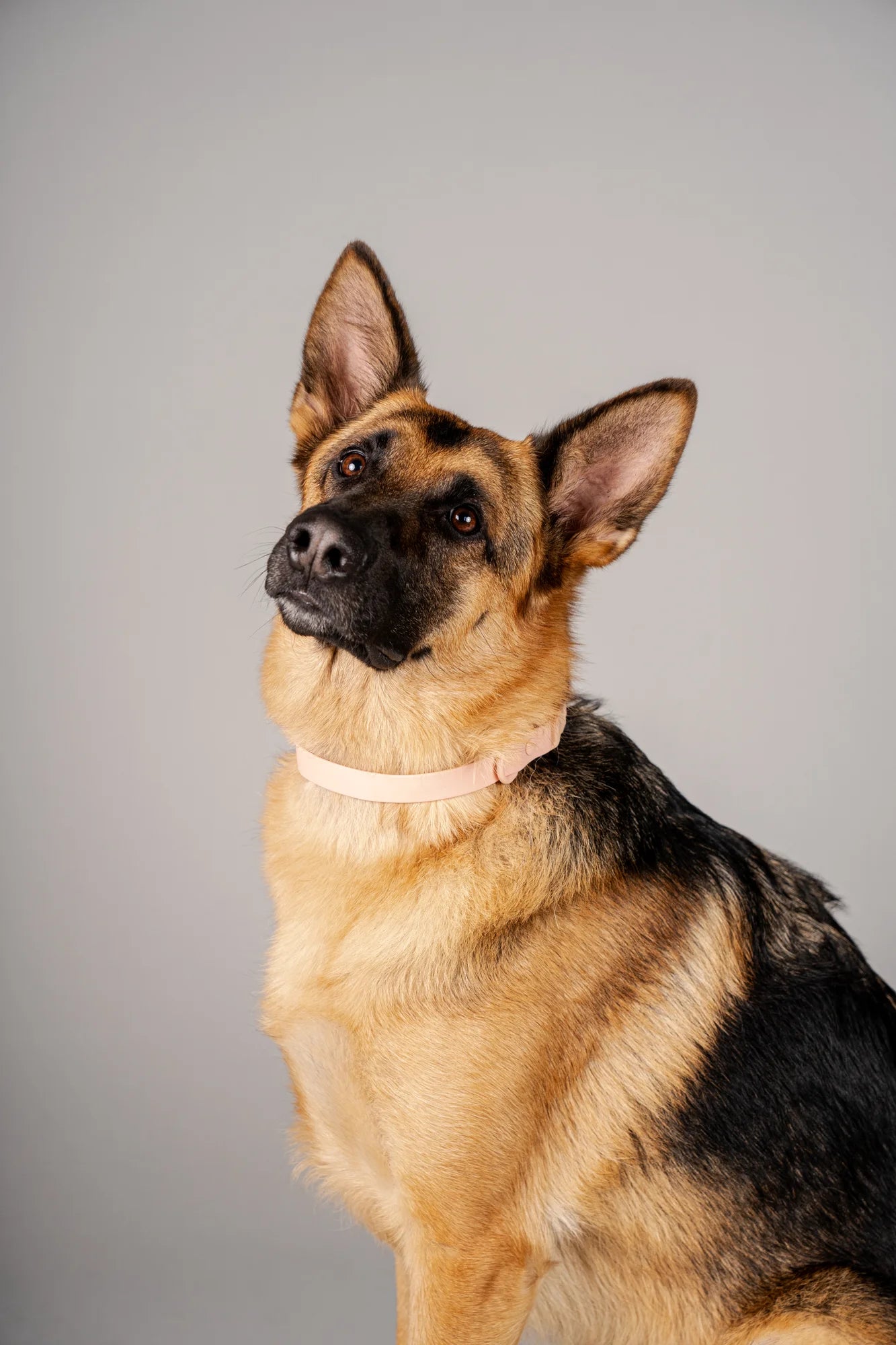 Collar Terrier - Palo Rosa