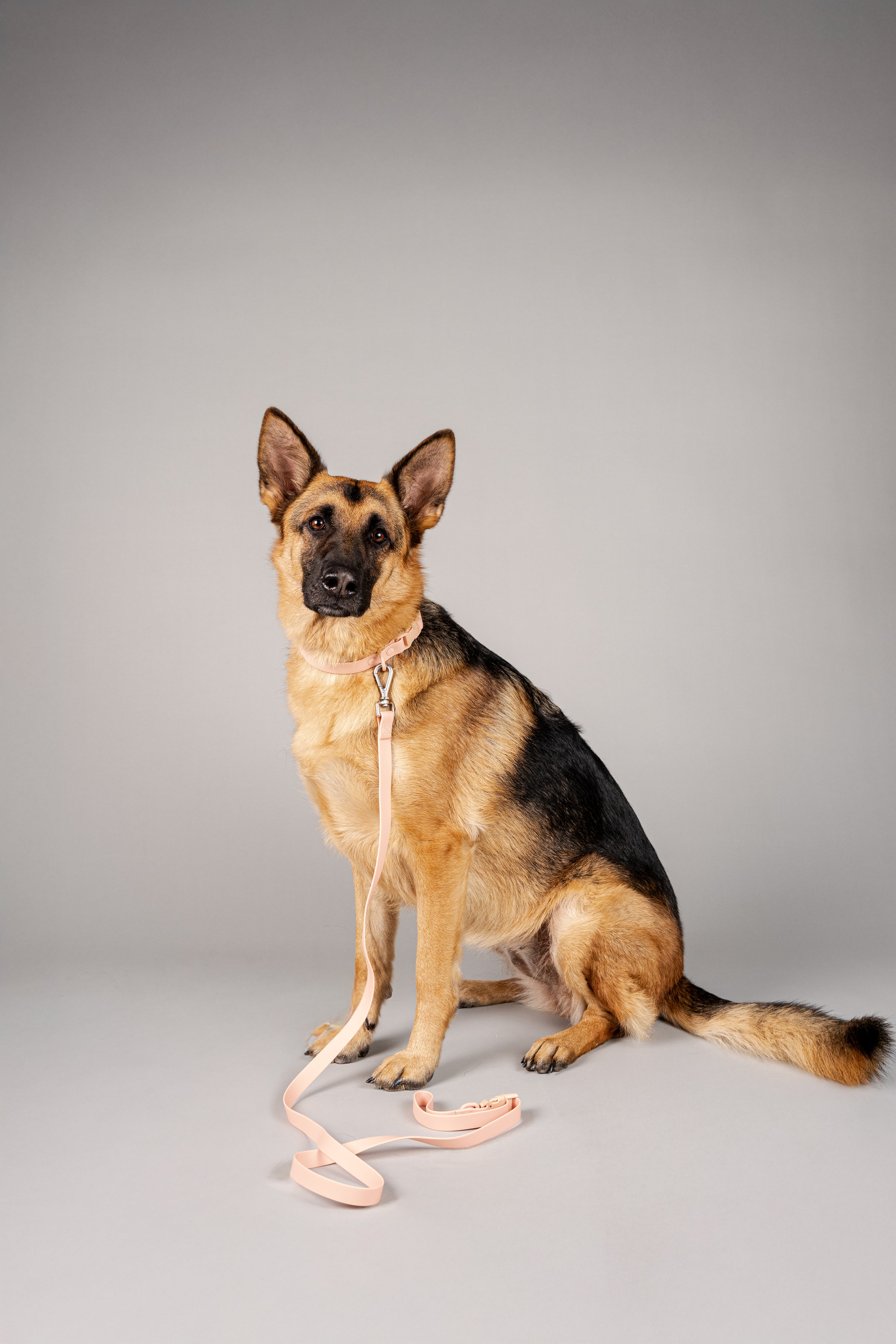 Correa Terrier - Palo Rosa