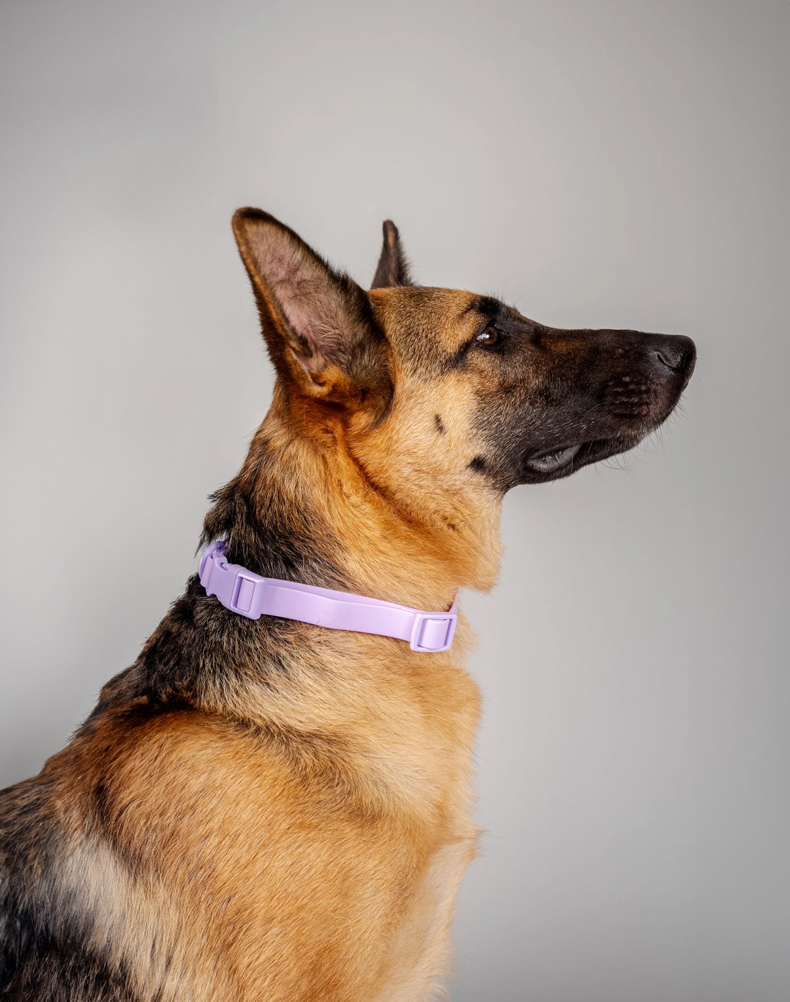 Collar terrier - Lila