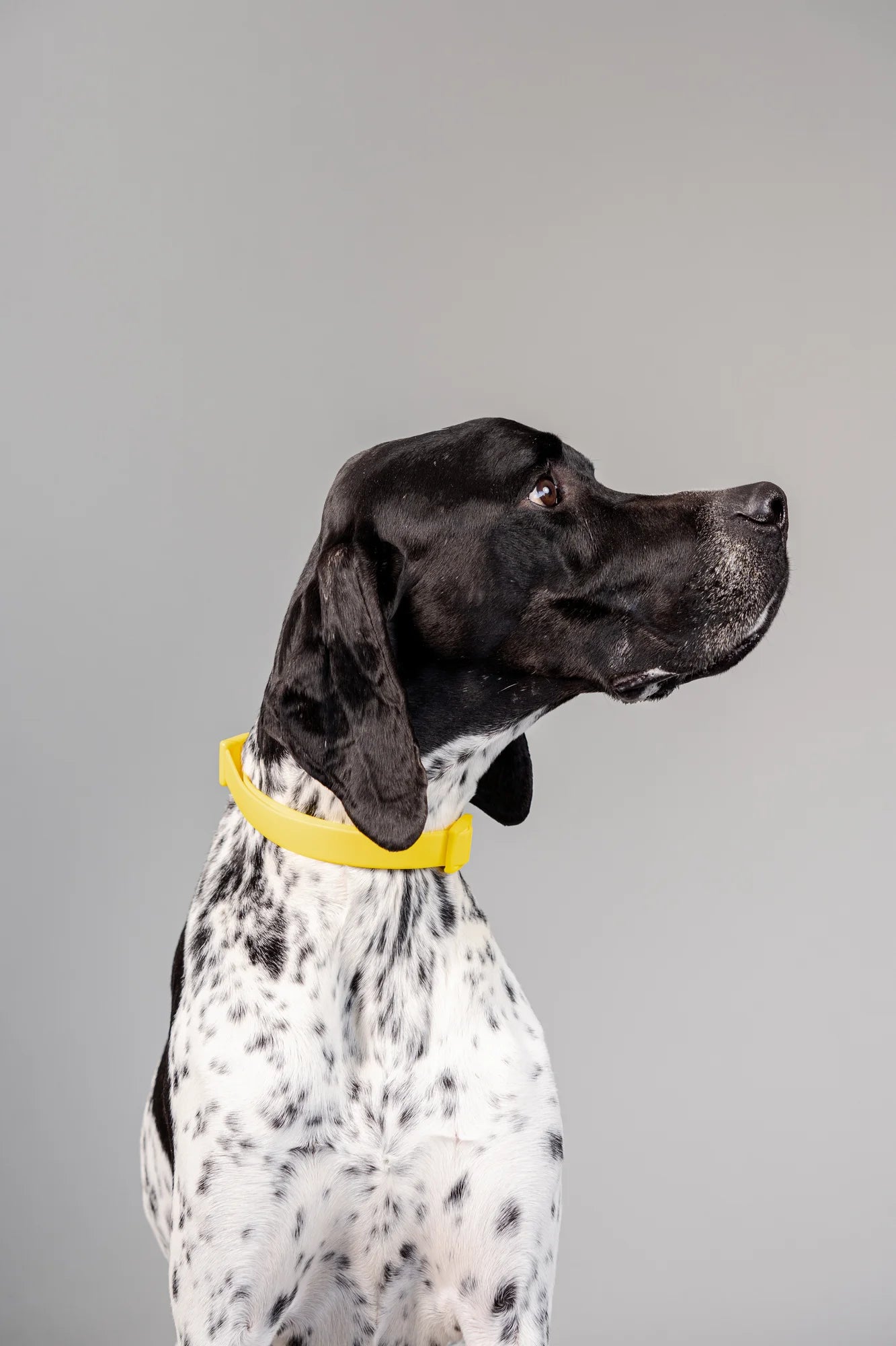 Collar Terrier - Amarillo