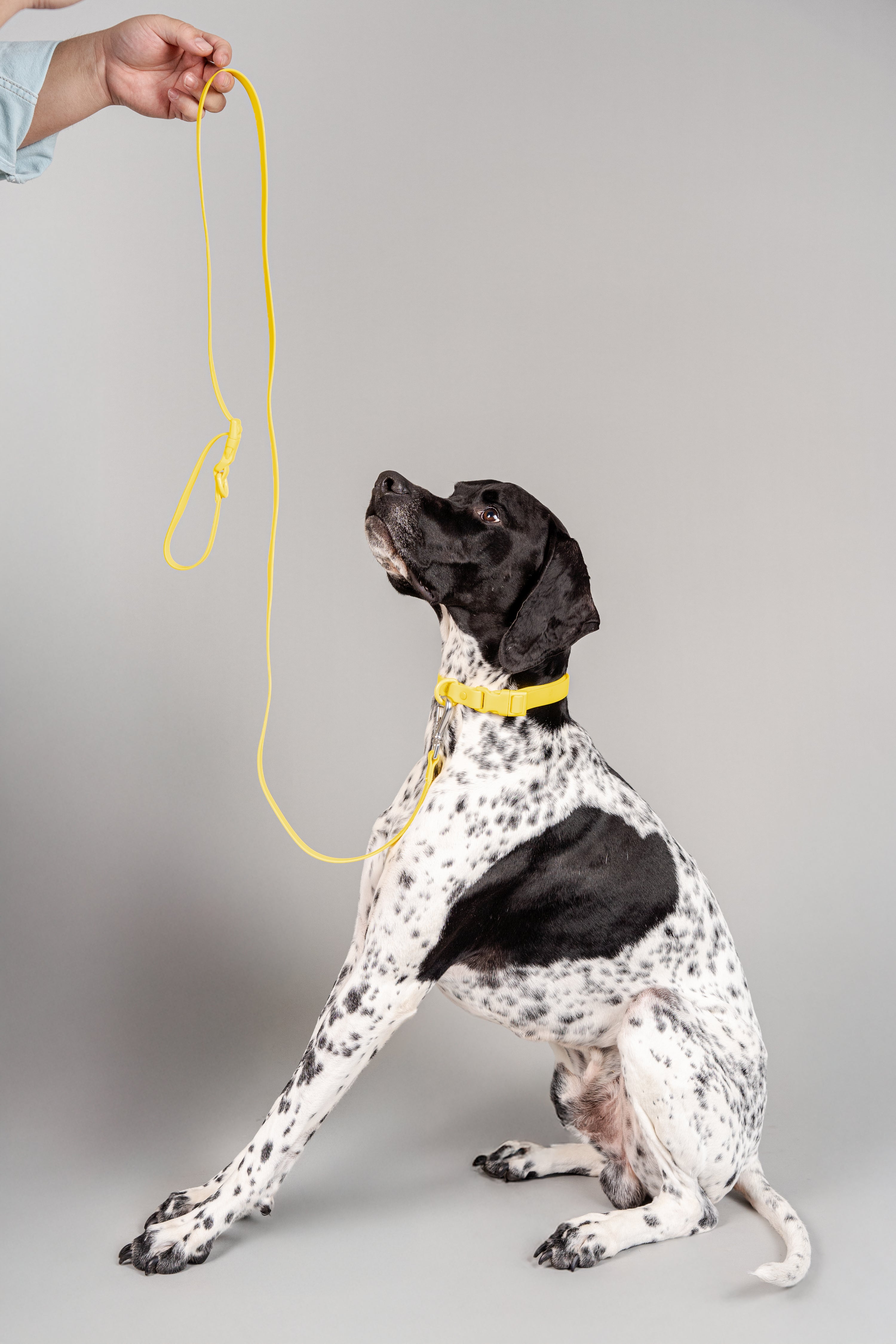 Correa Terrier - Amarillo