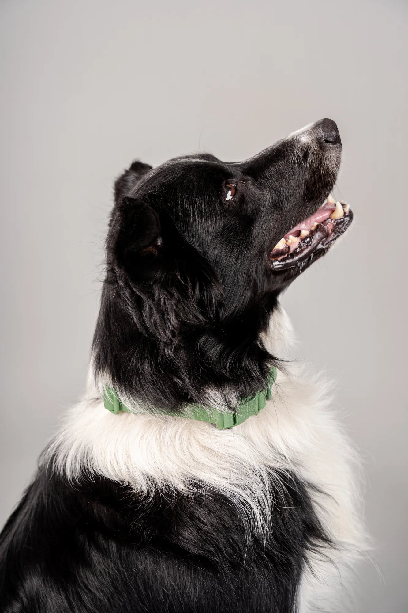 Collar Terrier - Verde