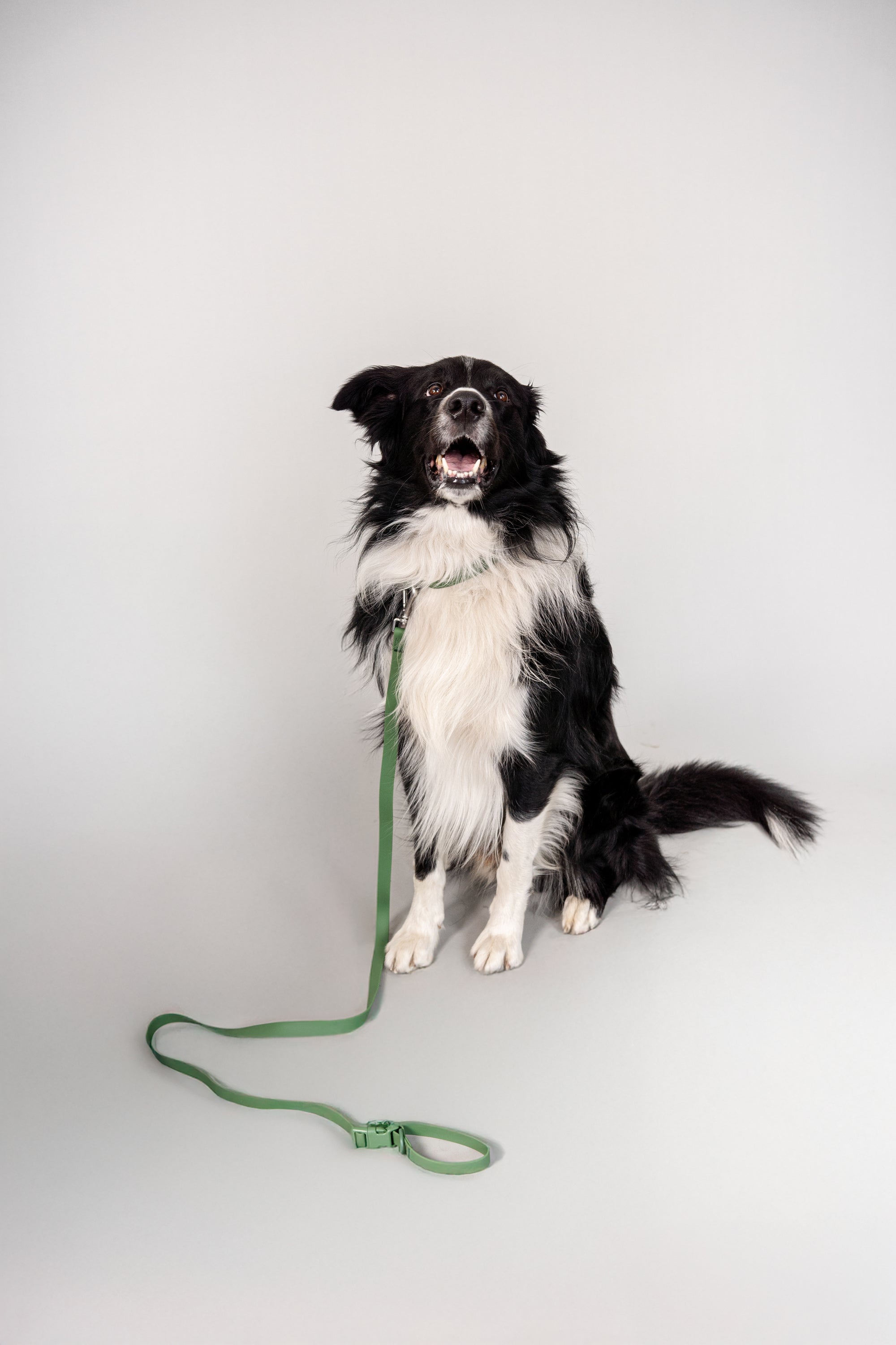 Collar para perro Terrier color verde - Floou Colombia