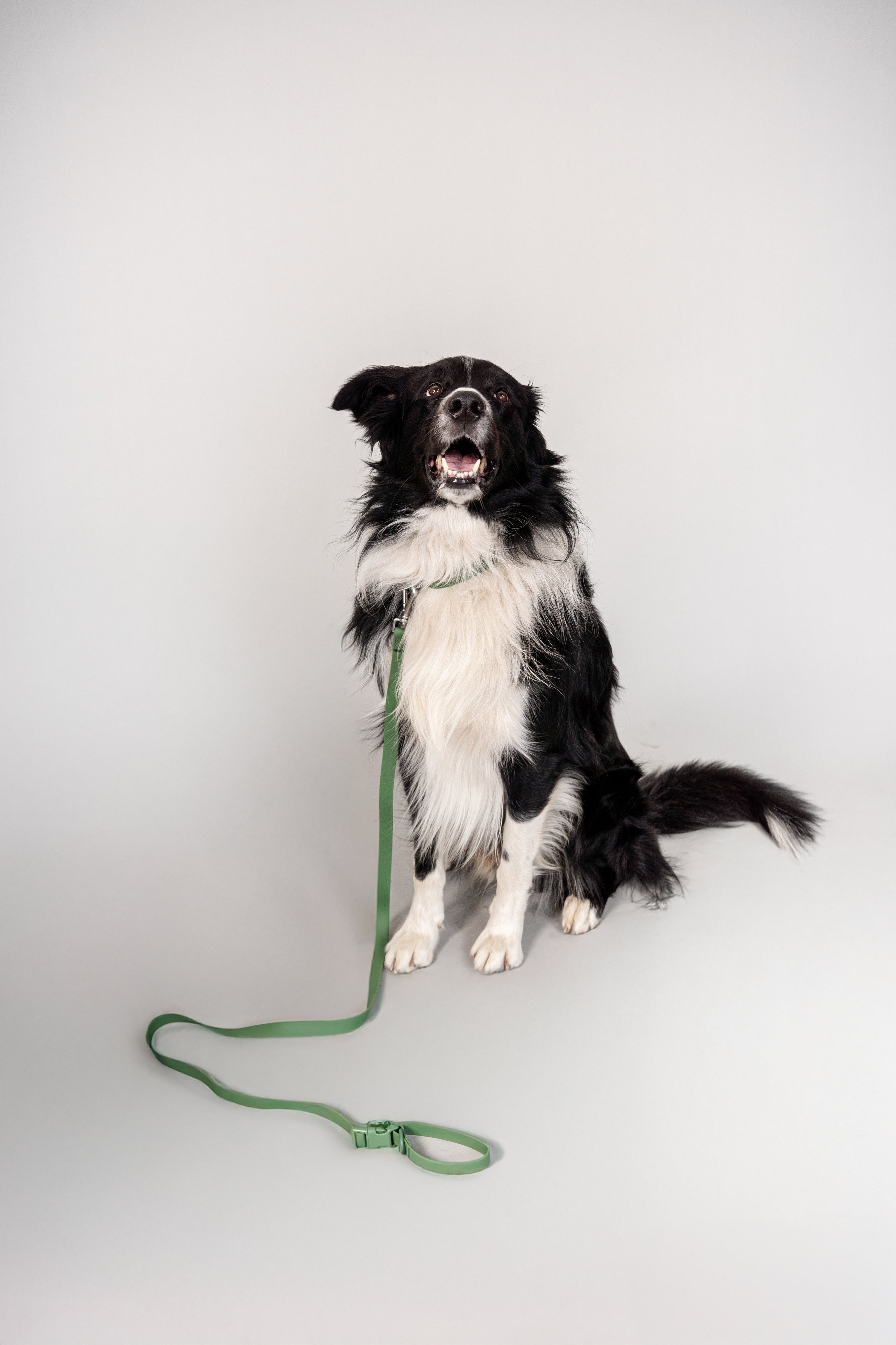 Correa Terrier - verde