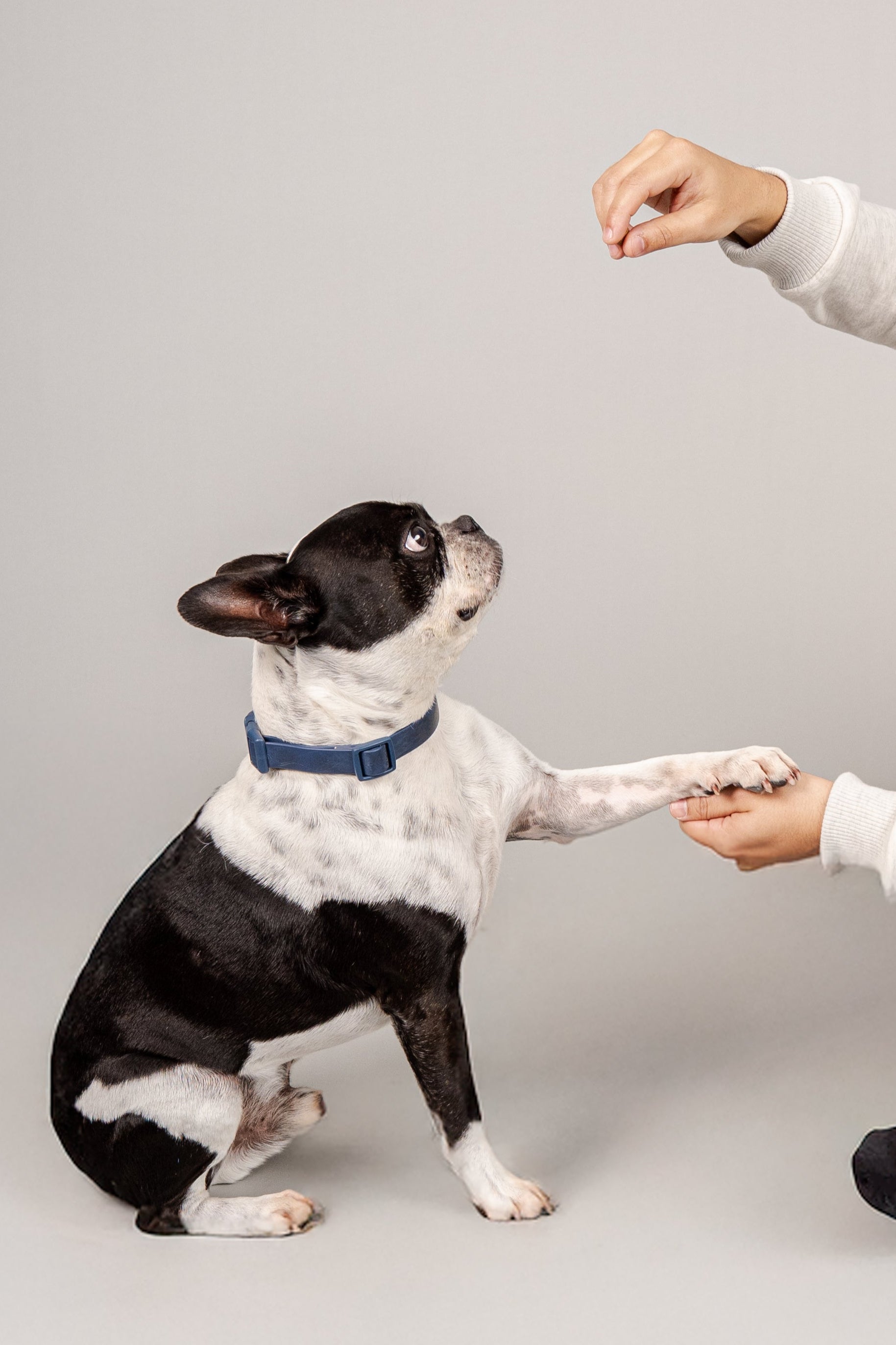 Collar Terrier - Azul