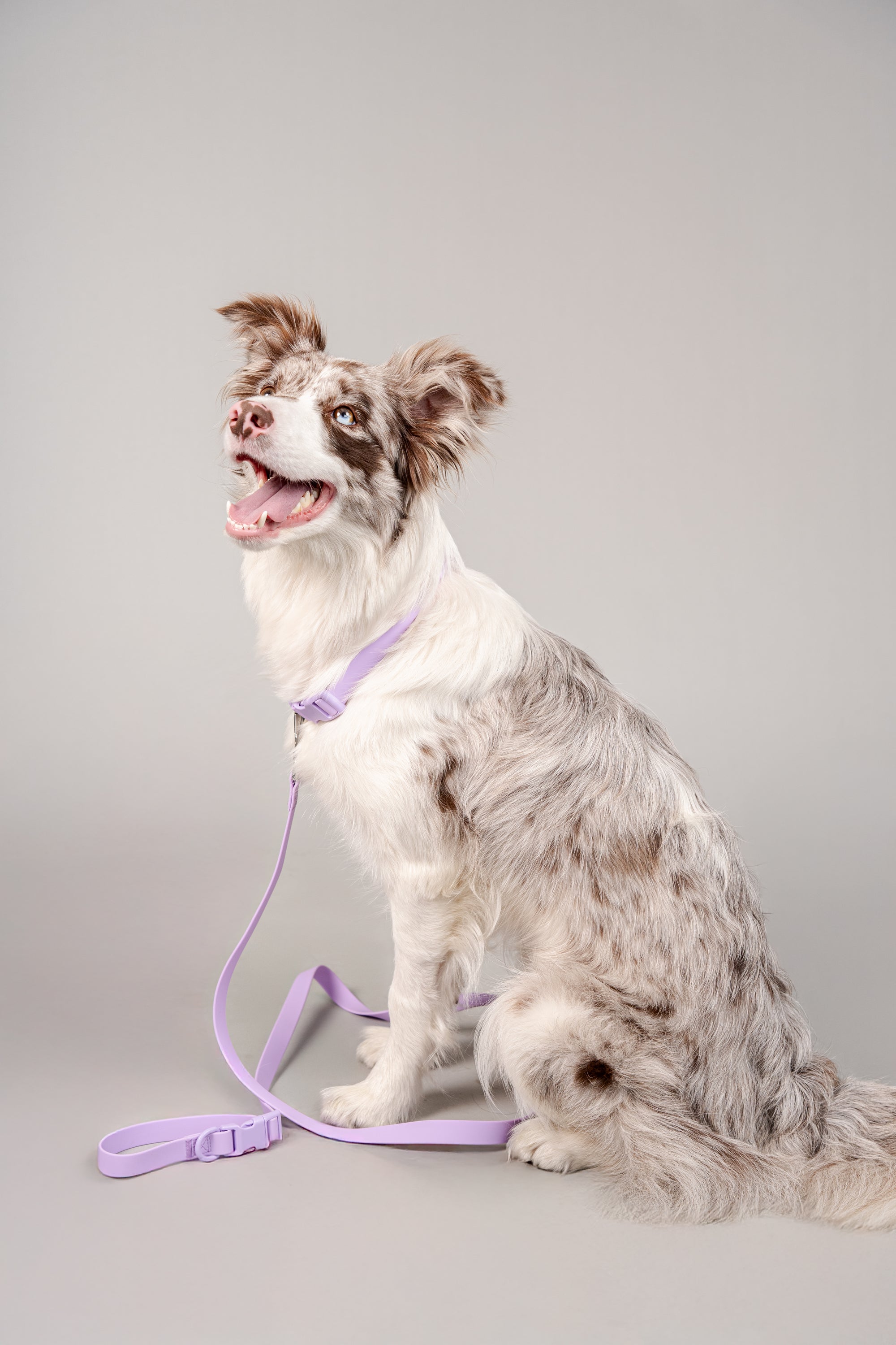 Correa para Perro Terrier Color Lila - Floou Colombia