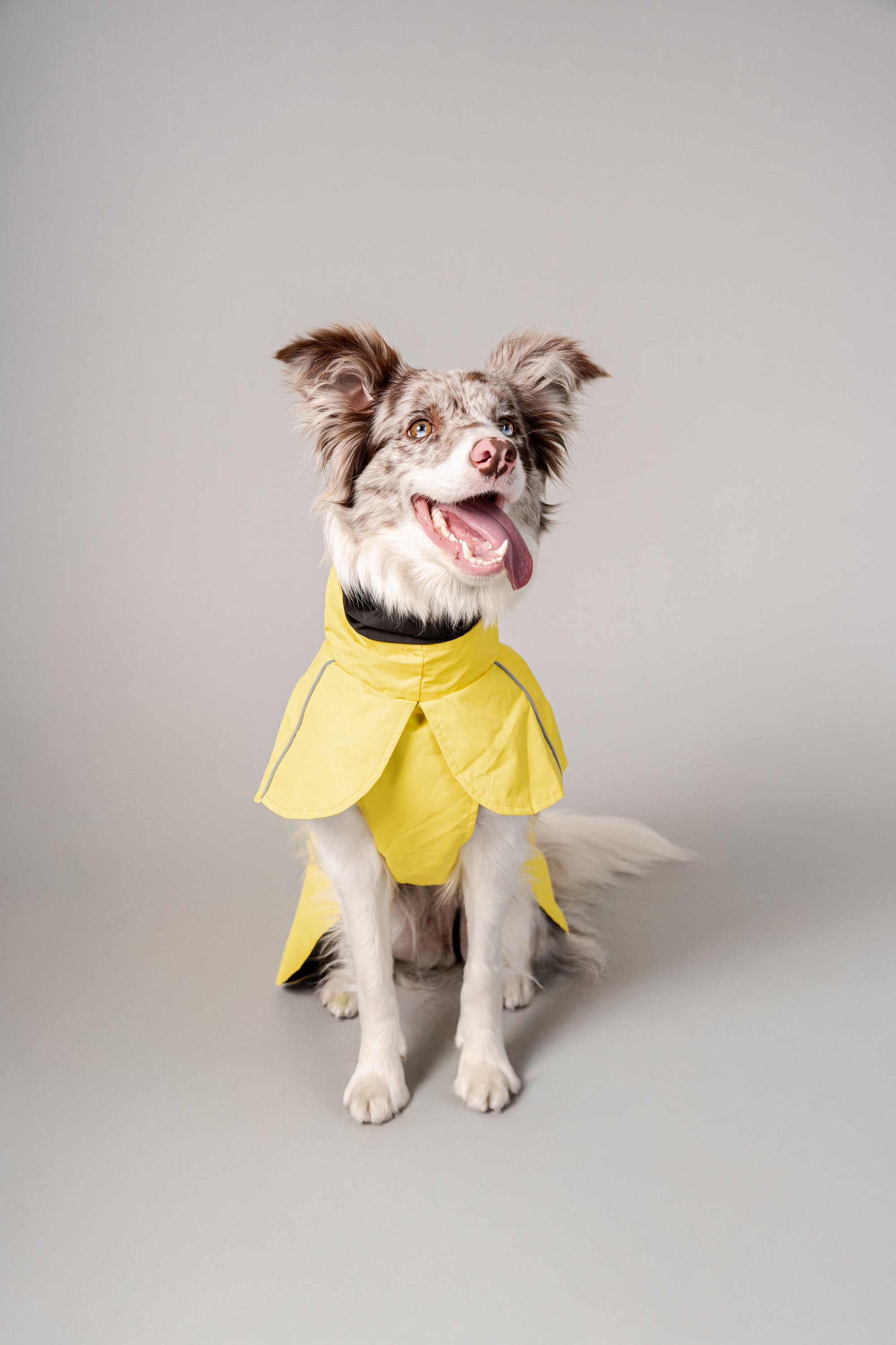 Impermeable Retriever Amarillo