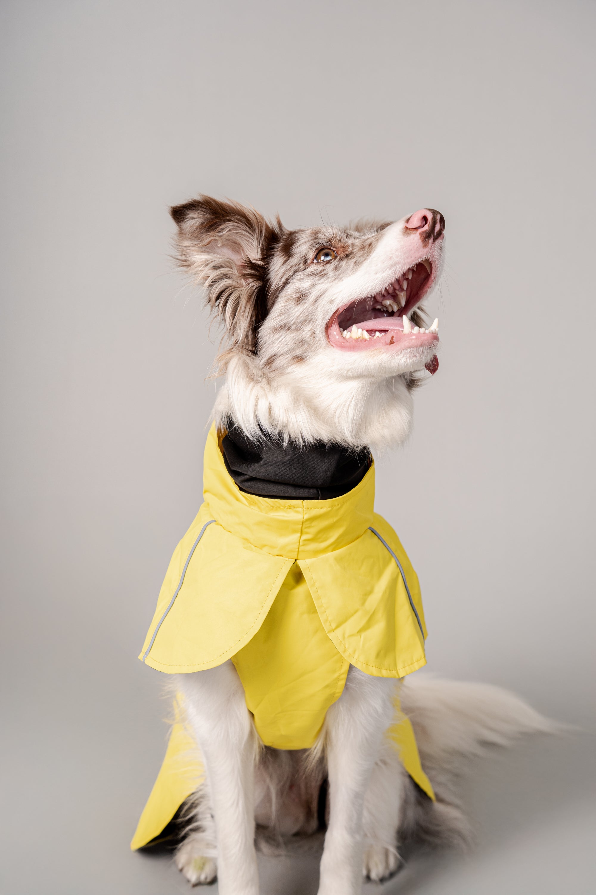Impermeable Retriever Amarillo