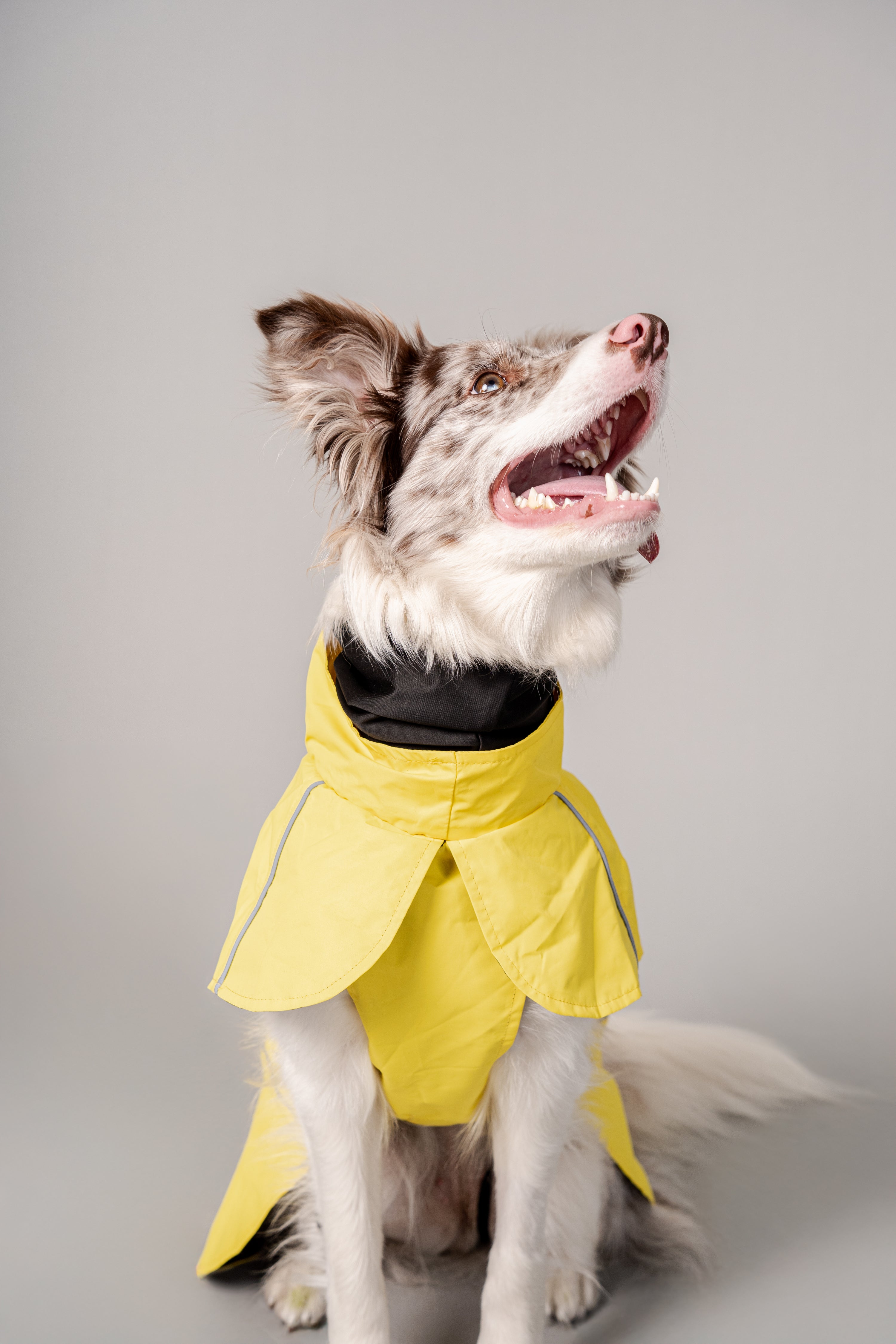 Impermeable Retriever Amarillo