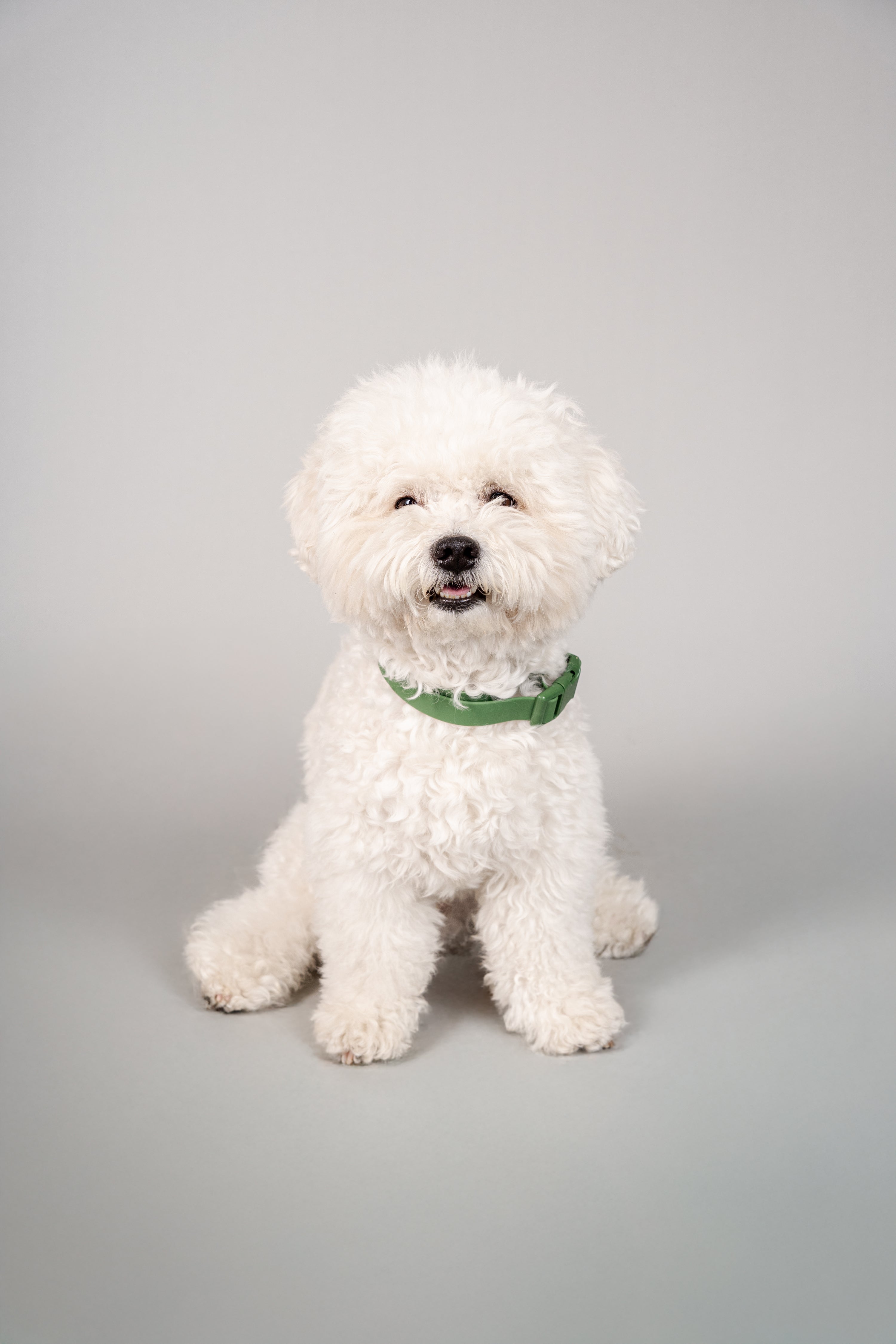 Collar Terrier - Verde