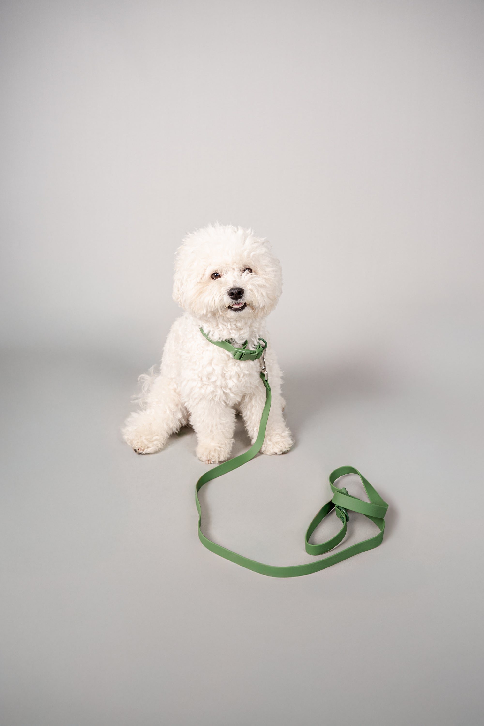 Collar para perro Terrier color verde - Floou Colombia